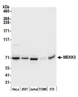 Detection of human and mouse MEKK3 by western blot.