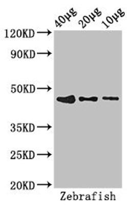 Western Blot. Positive WB detected in: Zebrafish tissue 40ug, 20ug, 10ug. All lanes: bmp2b antibody at 2.8ug/ml. Secondary. Goat polyclonal to rabbit IgG at 1/50000 dilution. Predicted band size: 47 kDa. Observed band size: 47 kDa.