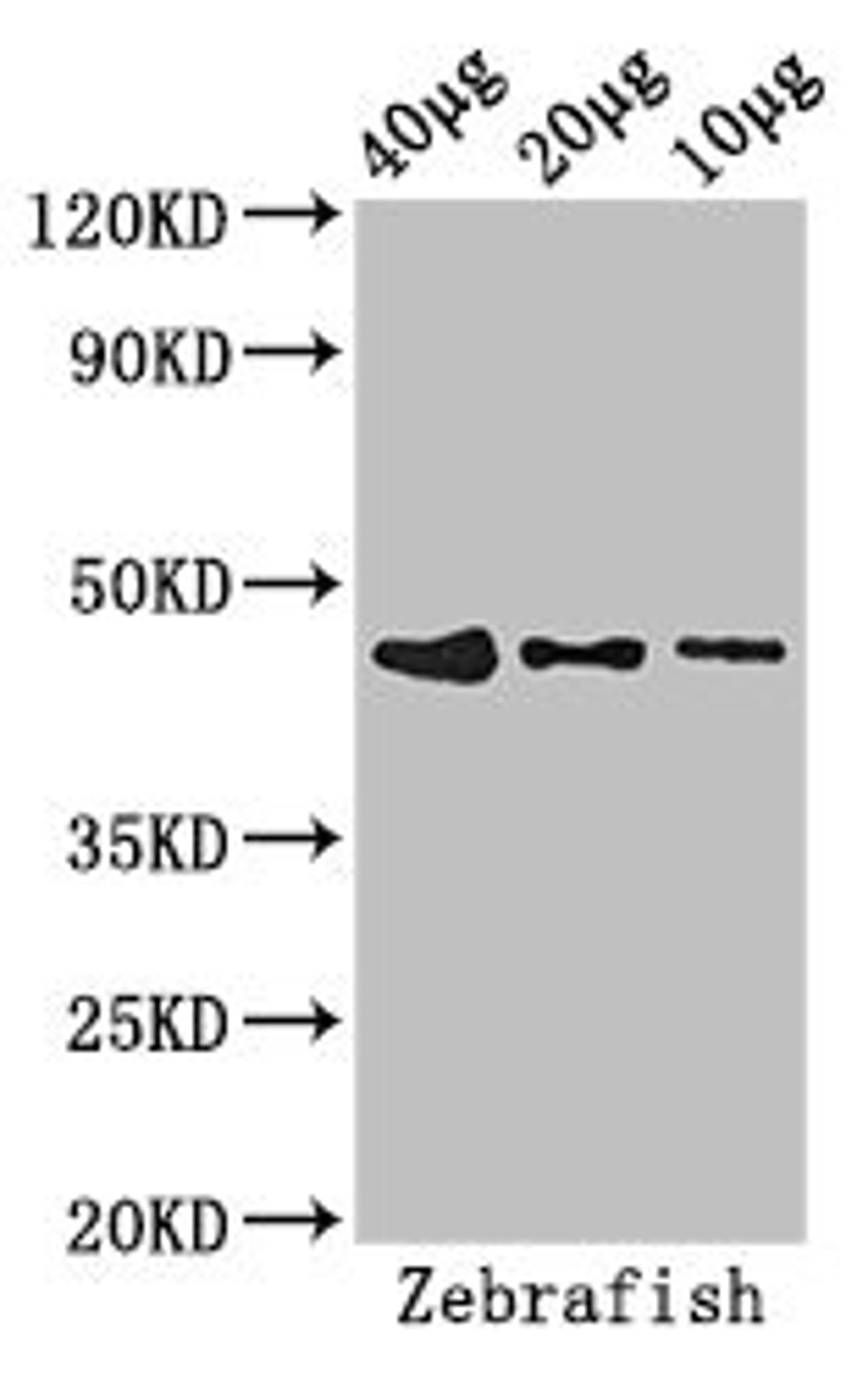 Western Blot. Positive WB detected in: Zebrafish tissue 40ug, 20ug, 10ug. All lanes: bmp2b antibody at 2.8ug/ml. Secondary. Goat polyclonal to rabbit IgG at 1/50000 dilution. Predicted band size: 47 kDa. Observed band size: 47 kDa.