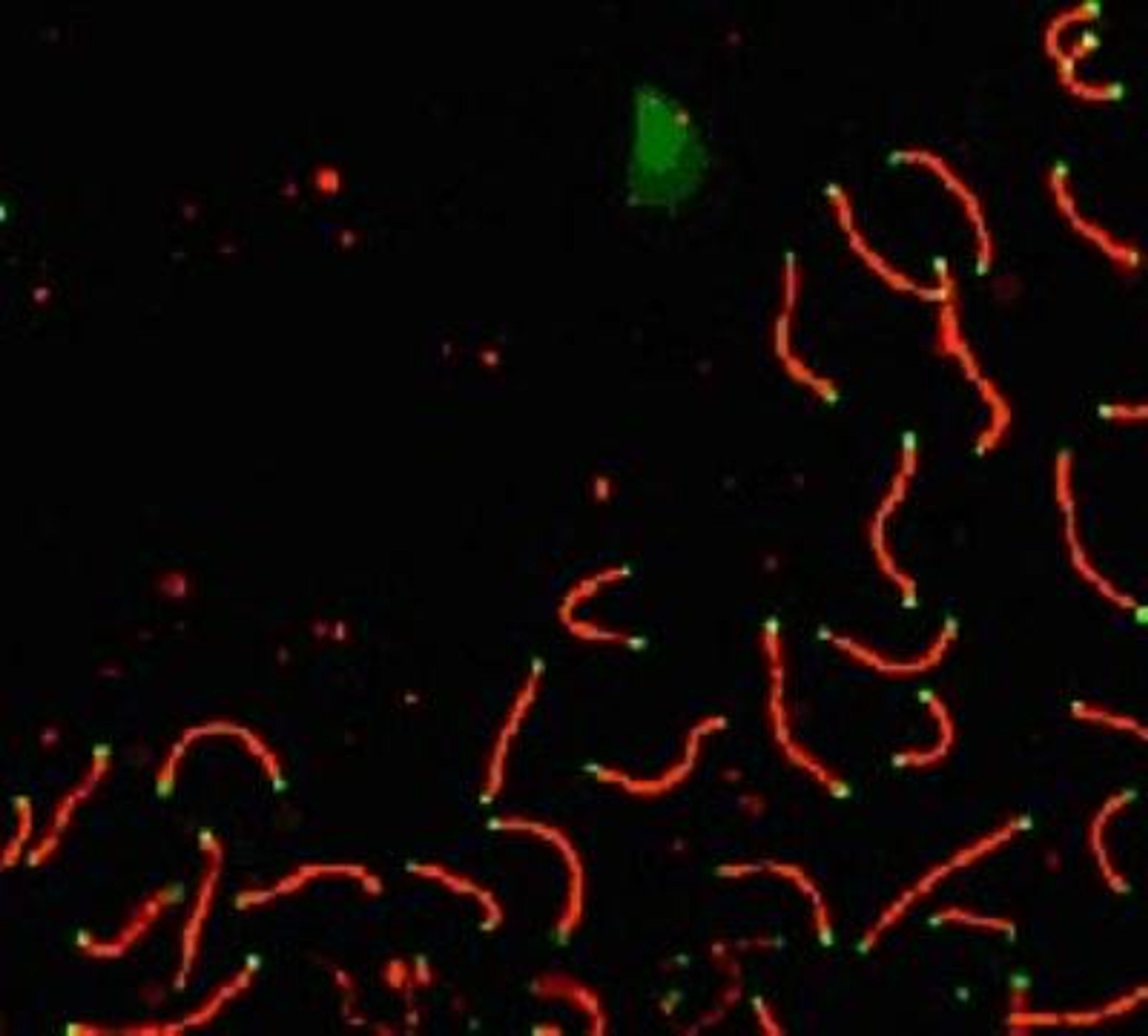 Immunocytochemistry/Immunofluorescence: SCP1 Antibody [NB300-229] - SCP1 labeled in mouse pachytene preparation (red), using NB300-229. CDK2 staining, near teleomeres, is also present (green).