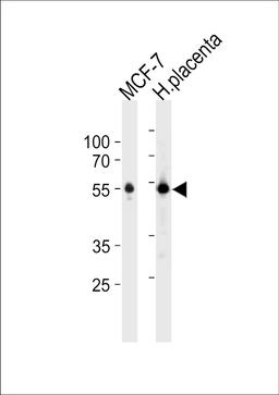 Western blot analysis in MCF-7 cell line and human placenta tissue lysates (35ug/lane).