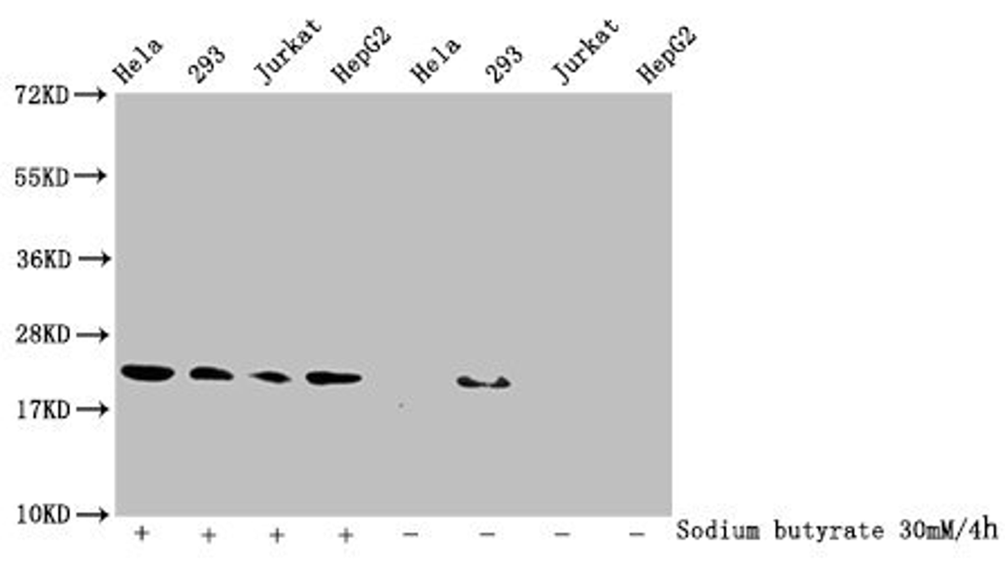 Western Blot. Detected samples: Hela whole cell lysate, 293 whole cell lysate, Jurkat whole cell lysate, HepG2 whole cell lysate; Untreated (-) or treated (+) with 30mM sodium butyrate for 4h. All lanes: HIST1H1C antibody at 1:100. Secondary. Goat polyclonal to rabbit IgG at 1/50000 dilution. Predicted band size: 22 kDa. Observed band size: 22 kDa