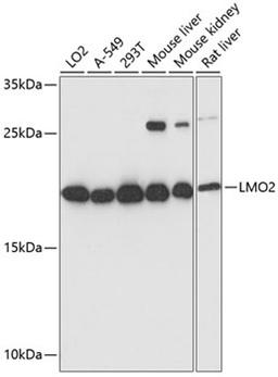 Western blot - LMO2 antibody (A1903)