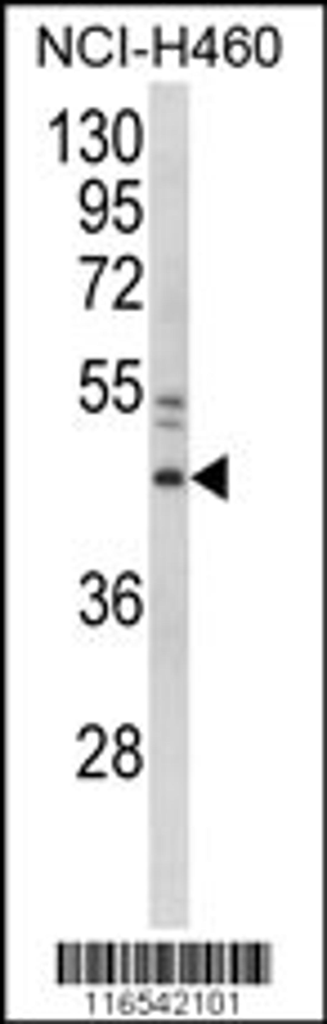 Western blot analysis of GAPDHS Antibody in NCI-H460 cell line lysates (35ug/lane)