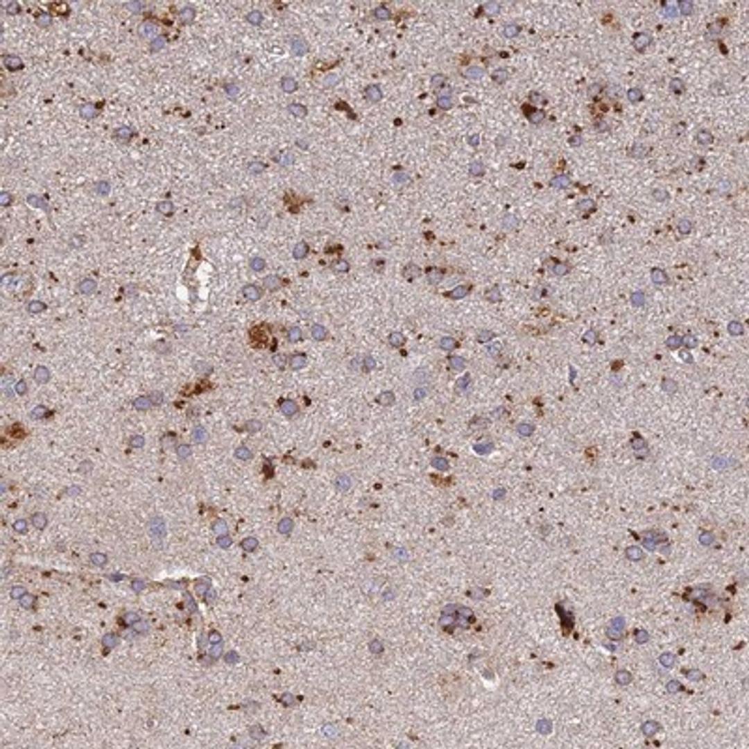 Immunohistochemistry-Paraffin: ARL8A Antibody [NBP2-14316] - Staining of human cerebral cortex shows moderate positivity in a subset of glial cells.