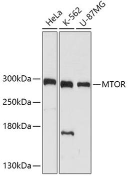 Western blot - mTOR  antibody (A2445)