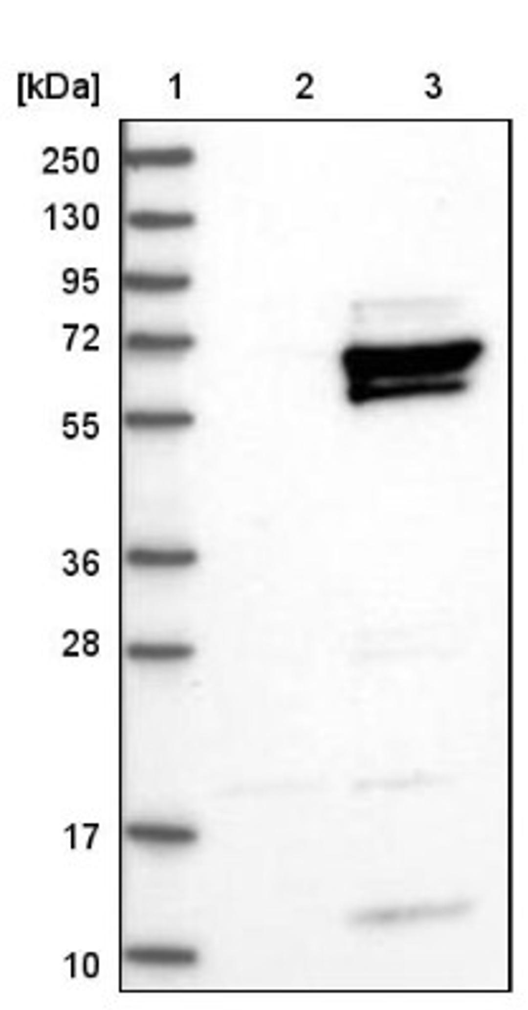 Western Blot: HLX1 Antibody [NBP1-89719] - Lane 1: Marker [kDa] 250, 130, 95, 72, 55, 36, 28, 17, 10<br/>Lane 2: Negative control (vector only transfected HEK293T lysate)<br/>Lane 3: Over-expression lysate (Co-expressed with a C-terminal myc-DDK tag (~3.1 kDa) in mammalian HEK293T cells, LY402891)