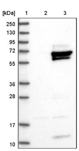 Western Blot: HLX1 Antibody [NBP1-89719] - Lane 1: Marker [kDa] 250, 130, 95, 72, 55, 36, 28, 17, 10<br/>Lane 2: Negative control (vector only transfected HEK293T lysate)<br/>Lane 3: Over-expression lysate (Co-expressed with a C-terminal myc-DDK tag (~3.1 kDa) in mammalian HEK293T cells, LY402891)