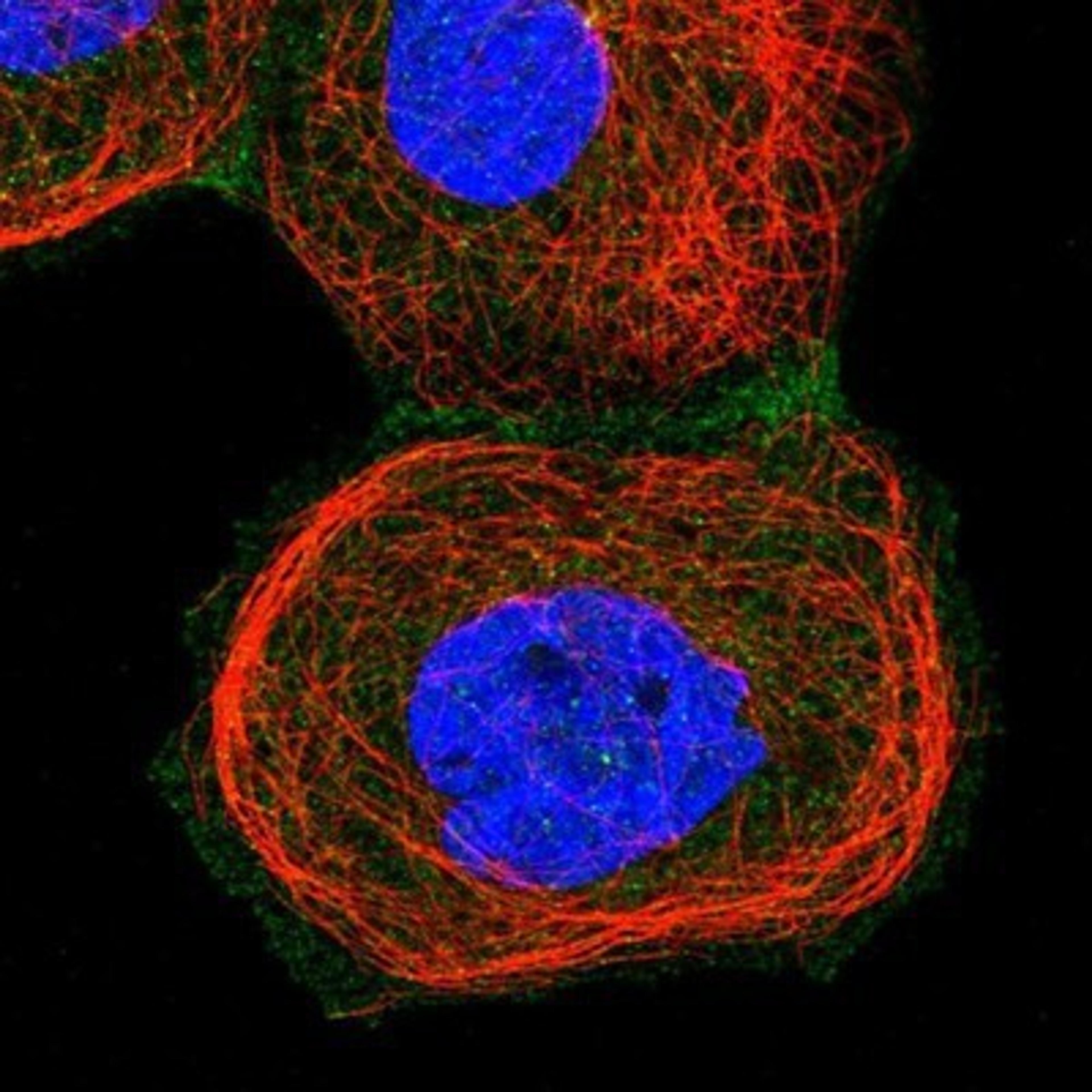 Immunocytochemistry/Immunofluorescence: ARL4C Antibody [NBP1-88988] - Staining of human cell line A-431 shows positivity in plasma membrane.