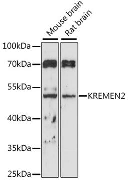 Western blot - KREMEN2 antibody (A16202)