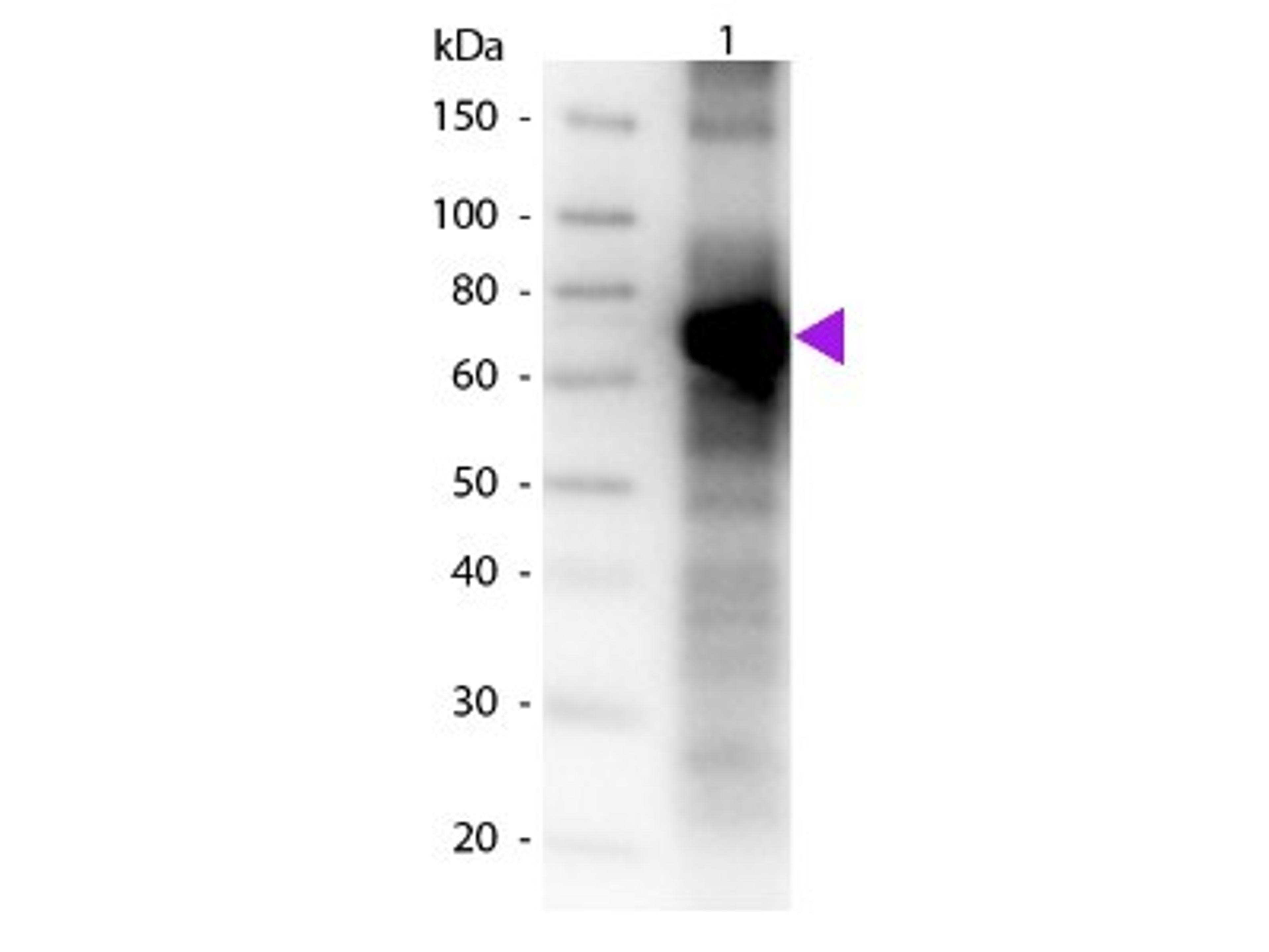 Western Blot: Fluorescein Antibody [NB600-493] - Analysis using the Biotin conjugate of NB600-493. Detection of Lane 1: BSA conjugated Fluorescein. Lane 2: None. Load: 50 ng per lane. Used at a dilution of 1:1000 for 60 min at RT.