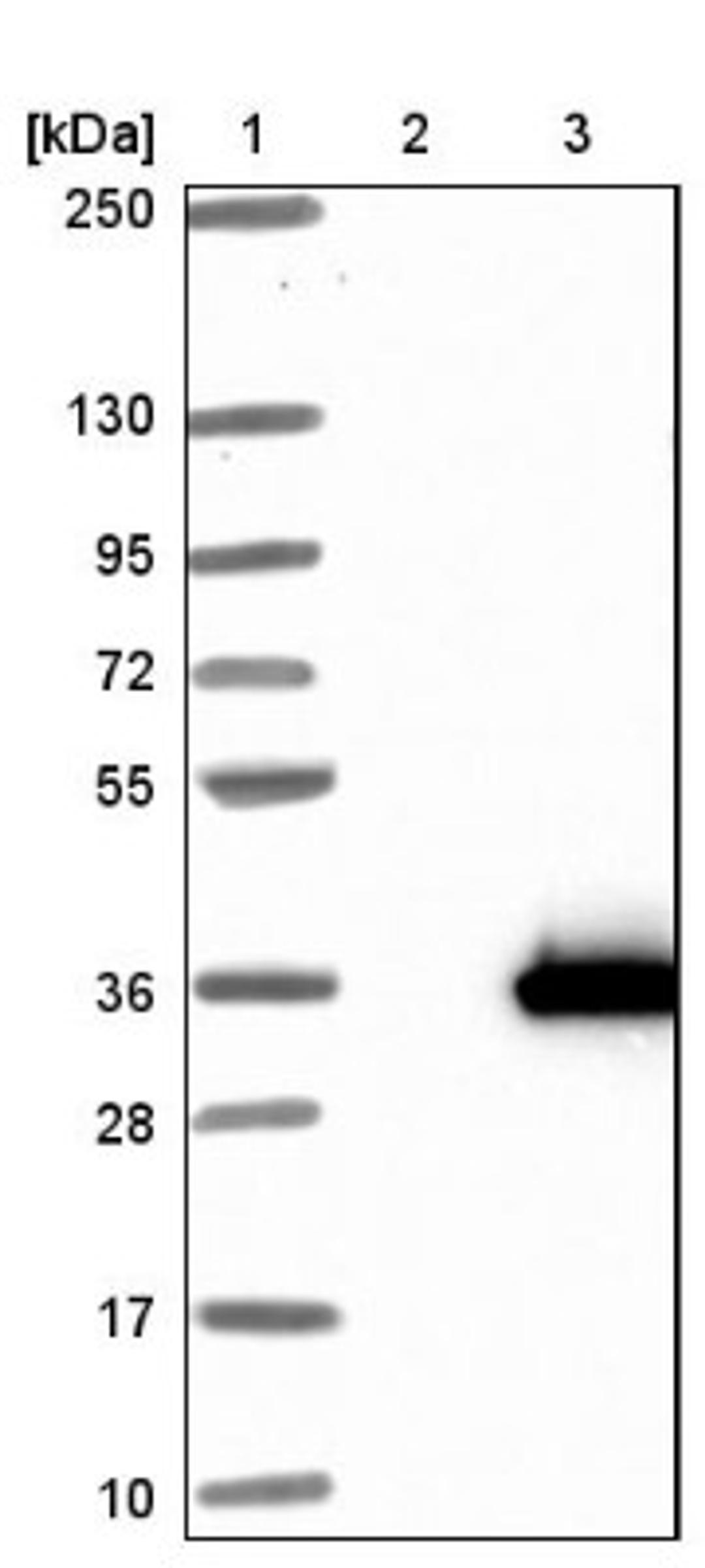 Western Blot: METTL21C Antibody [NBP1-92111] - Lane 1: Marker [kDa] 250, 130, 95, 72, 55, 36, 28, 17, 10<br/>Lane 2: Negative control (vector only transfected HEK293T lysate)<br/>Lane 3: Over-expression lysate (Co-expressed with a C-terminal myc-DDK tag (~3.1 kDa) in mammalian HEK293T cells, LY423250)