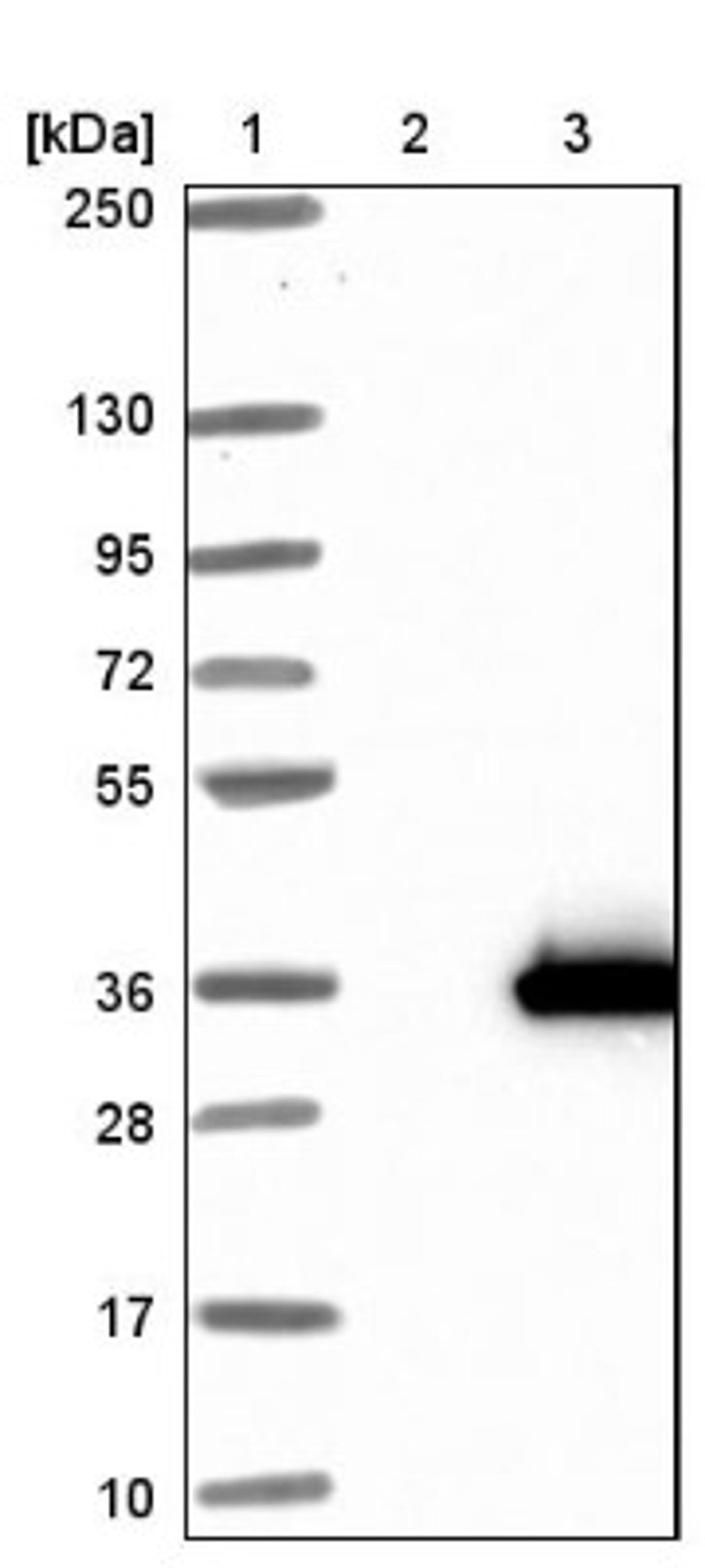 Western Blot: METTL21C Antibody [NBP1-92111] - Lane 1: Marker [kDa] 250, 130, 95, 72, 55, 36, 28, 17, 10<br/>Lane 2: Negative control (vector only transfected HEK293T lysate)<br/>Lane 3: Over-expression lysate (Co-expressed with a C-terminal myc-DDK tag (~3.1 kDa) in mammalian HEK293T cells, LY423250)