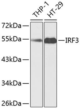 Western blot - IRF3 antibody (A11373)