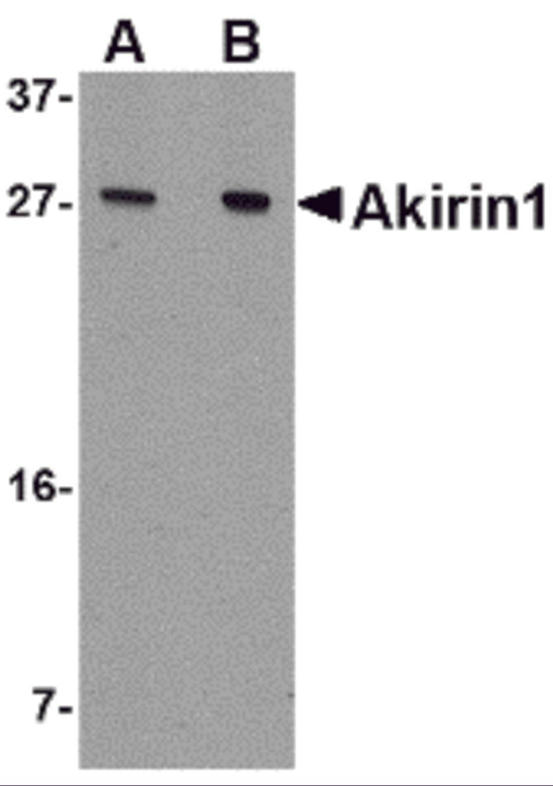 Western blot analysis of Akirin1 in A549 cell lysate with Akirin1 antibody at (A) 1 and (B) 2 μg/mL.