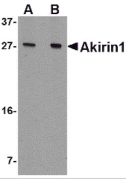 Western blot analysis of Akirin1 in A549 cell lysate with Akirin1 antibody at (A) 1 and (B) 2 μg/mL.