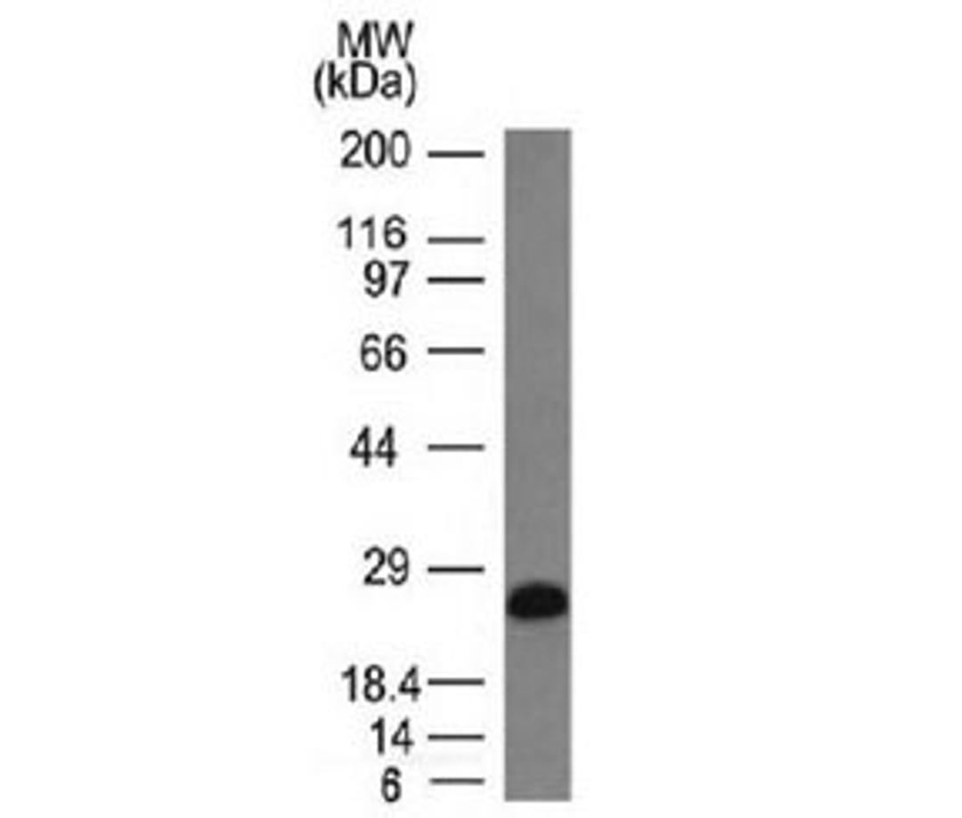 Western blot testing of human Ramos cell lysate with CD79a antibody (clone IGA/1406).