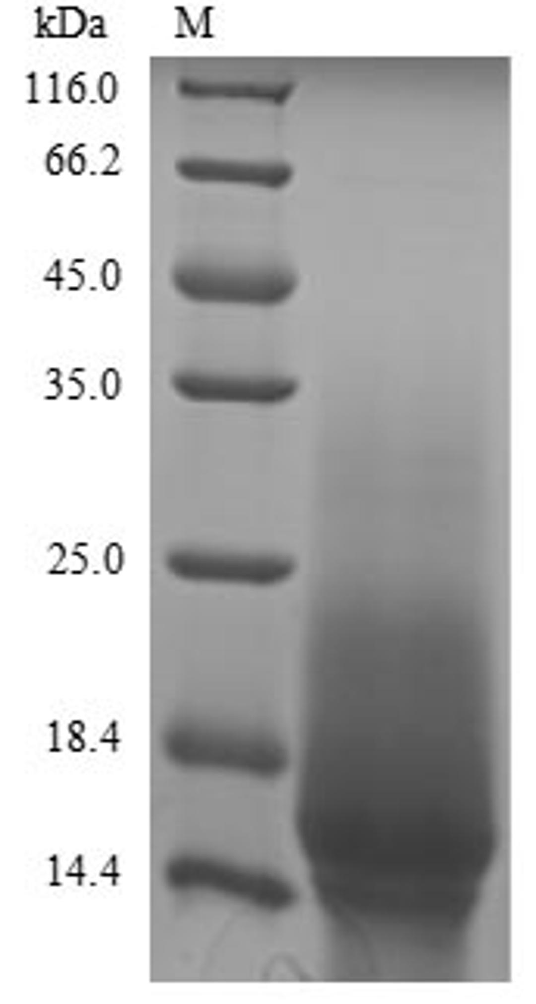 The reducing (R) protein migrates as 16 kDa in SDS-PAGE may be due to glycosylation.
