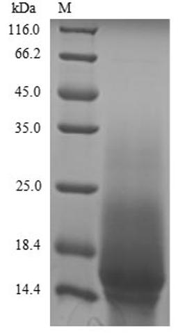 The reducing (R) protein migrates as 16 kDa in SDS-PAGE may be due to glycosylation.