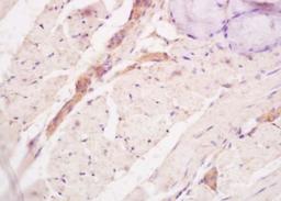 Immunohistochemical analysis of formalin-fixed paraffin embedded rat tongue tissue using Tenascin C antibody (dilution at 1:200)