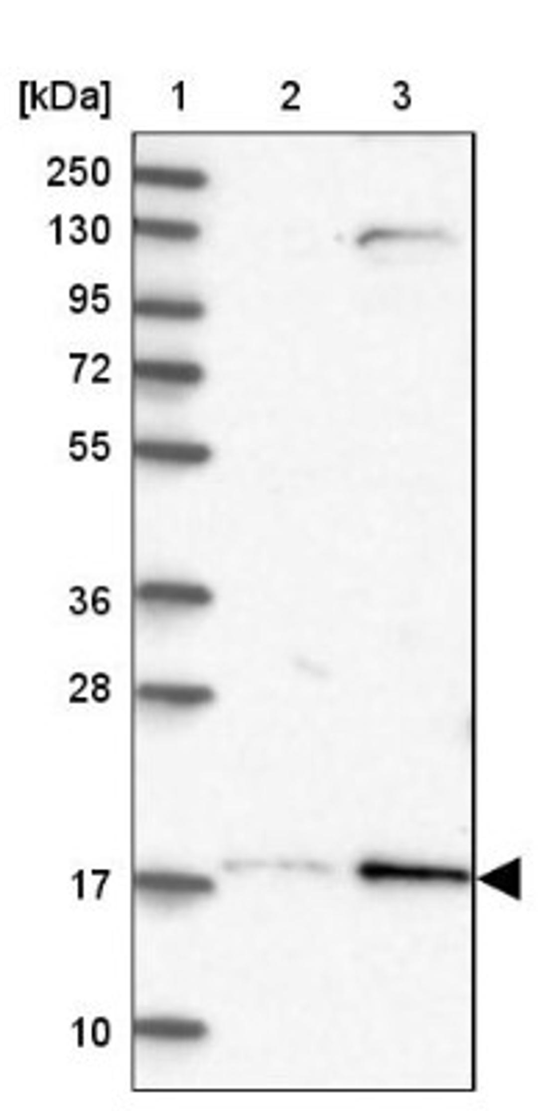 Western Blot: Layilin Antibody [NBP1-83541] - Lane 1: Marker [kDa] 250, 130, 95, 72, 55, 36, 28, 17, 10<br/>Lane 2: Human cell line RT-4<br/>Lane 3: Human cell line U-251MG sp