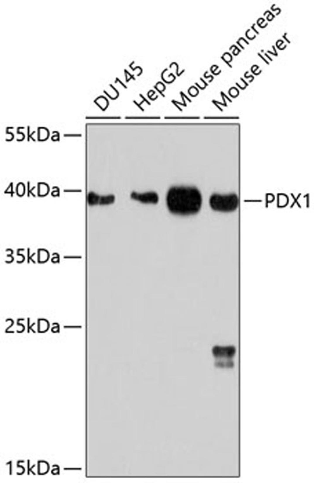 Western blot - PDX1 antibody (A10173)