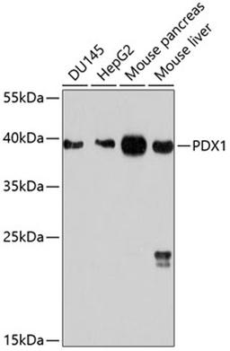 Western blot - PDX1 antibody (A10173)