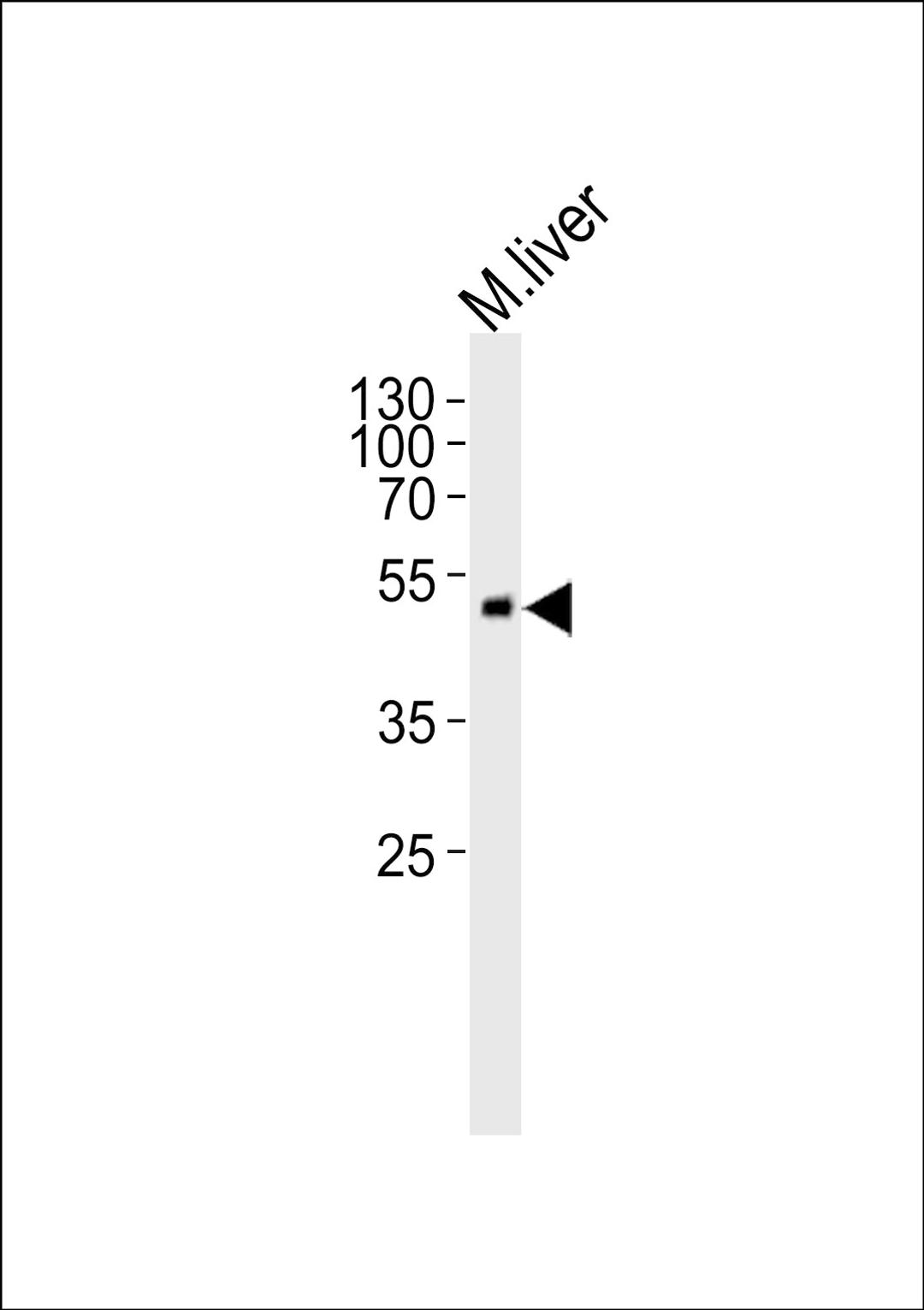 Western blot analysis of lysate from mouse liver tissue lysate, using SCDGFB Antibody at 1:1000.