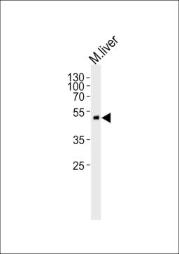 Western blot analysis of lysate from mouse liver tissue lysate, using SCDGFB Antibody at 1:1000.