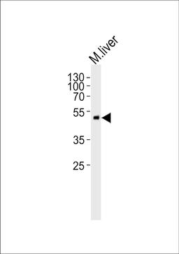 Western blot analysis of lysate from mouse liver tissue lysate, using SCDGFB Antibody at 1:1000.