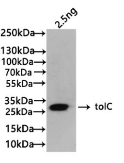 Western Blot. Positive WB detected in: recombinant protein. All lanes:tolC Antibody at 1:1000. Secondary. Goat polyclonal to rabbit IgG at 1/50000 dilution. Predicted band size: 24 kDa. Observed band size: 24 kDa. 