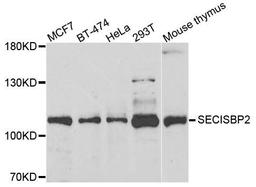 Western blot analysis of extracts of various cells using SECISBP2 antibody