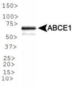 Western Blot: ABCE1 Antibody [NB400-116] - WB analysis of ABCE1 in A431 lysate.