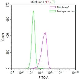 Overlay Peak curve showing HepG2 cells stained with CSB-RA574476A0HU (red line) at 1:50. The cells were fixed in 4% formaldehyde and permeated by 0.2% TritonX-100. Then 10% normal goat serum to block non-specific protein-protein interactions followed by the antibody (1µg/1*10<sup>6</sup>cells) for 45min at 4℃. The secondary antibody used was FITC-conjugated Goat Anti-rabbit IgG(H+L) at 1:200 dilution for 35min at 4℃.Control antibody (green line) was rabbit IgG (1µg/1*10<sup>6</sup>cells) used under the same conditions. Acquisition of >10,000 events was performed.