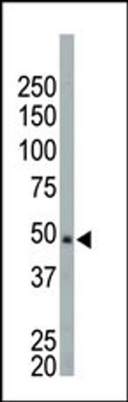 Antibody is used in Western blot to detect NEK2 in HeLa cell lysate.