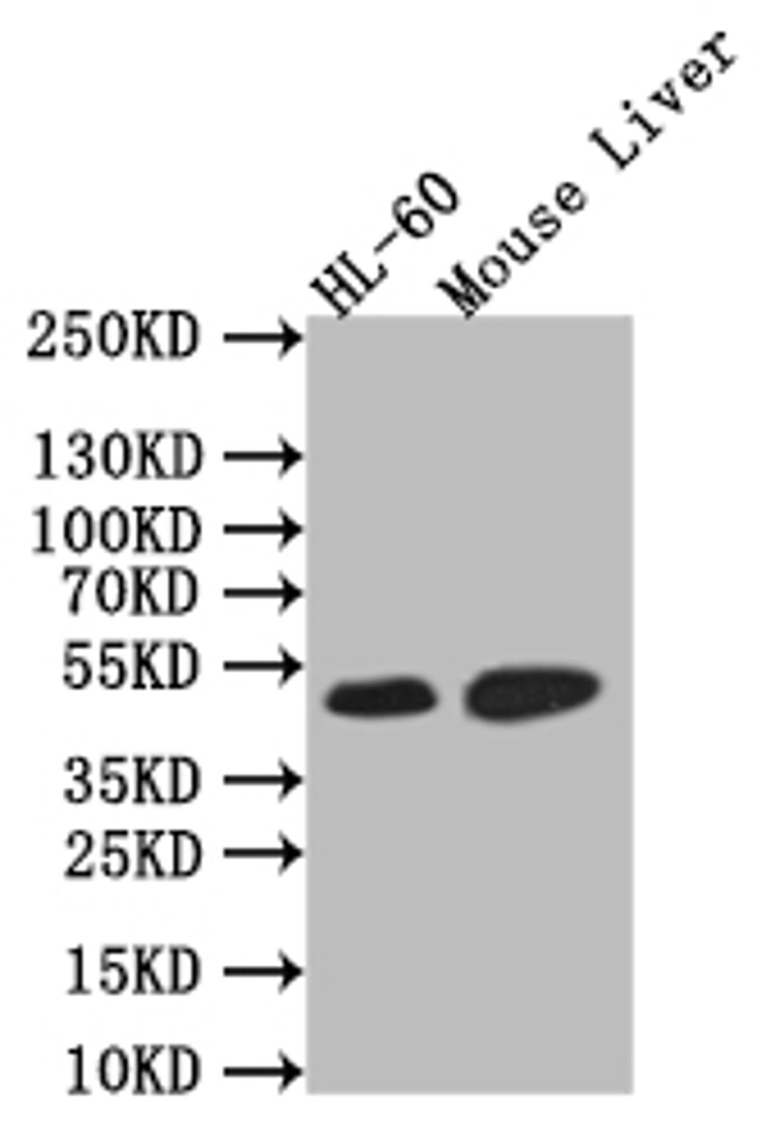 Western Blot. Positive WB detected in: HL-60 whole cell lysate, Rat Liver tissue lysate,. All lanes: HNF-4-alpha antibody at 1:1000. Secondary. Goat polyclonal to rabbit IgG at 1/50000 dilution. Predicted band size: 52 kDa. Observed band size: 52 kDa.