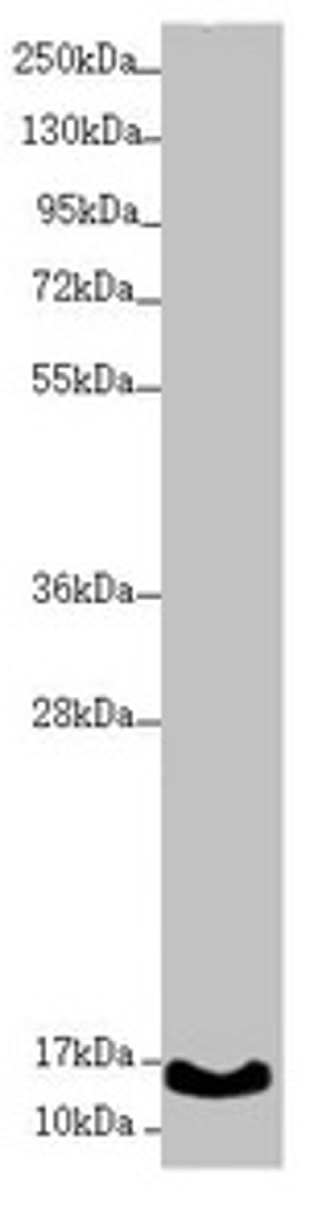 Western blot. All lanes: UQCC2 antibody at 1.74µg/ml + A431 whole cell lysate. Secondary. Goat polyclonal to rabbit IgG at 1/10000 dilution. Predicted band size: 15 kDa. Observed band size: 15 kDa