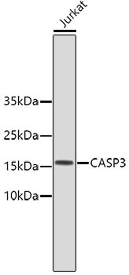 Western blot - CASP3 antibody (A11021)