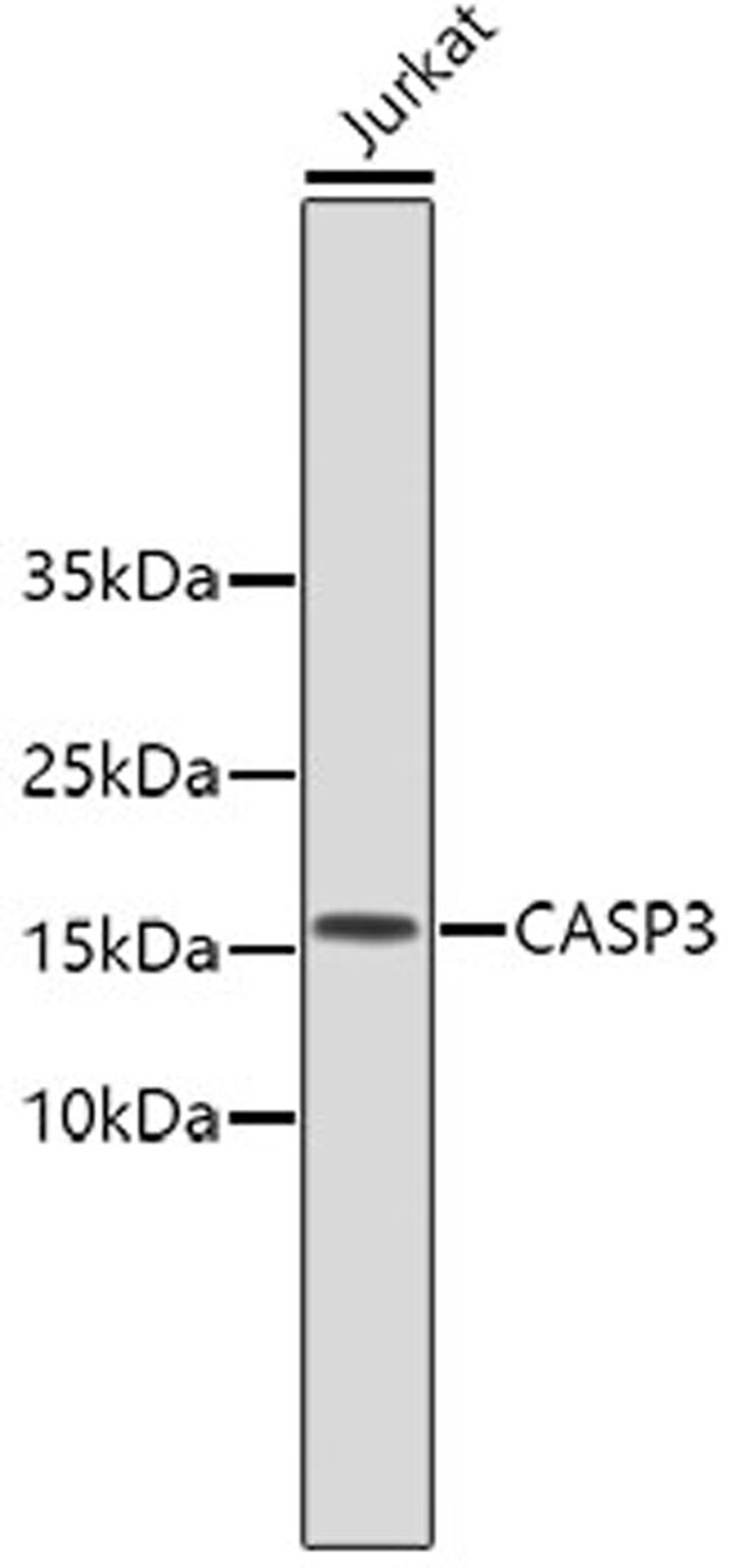 Western blot - CASP3 antibody (A11021)