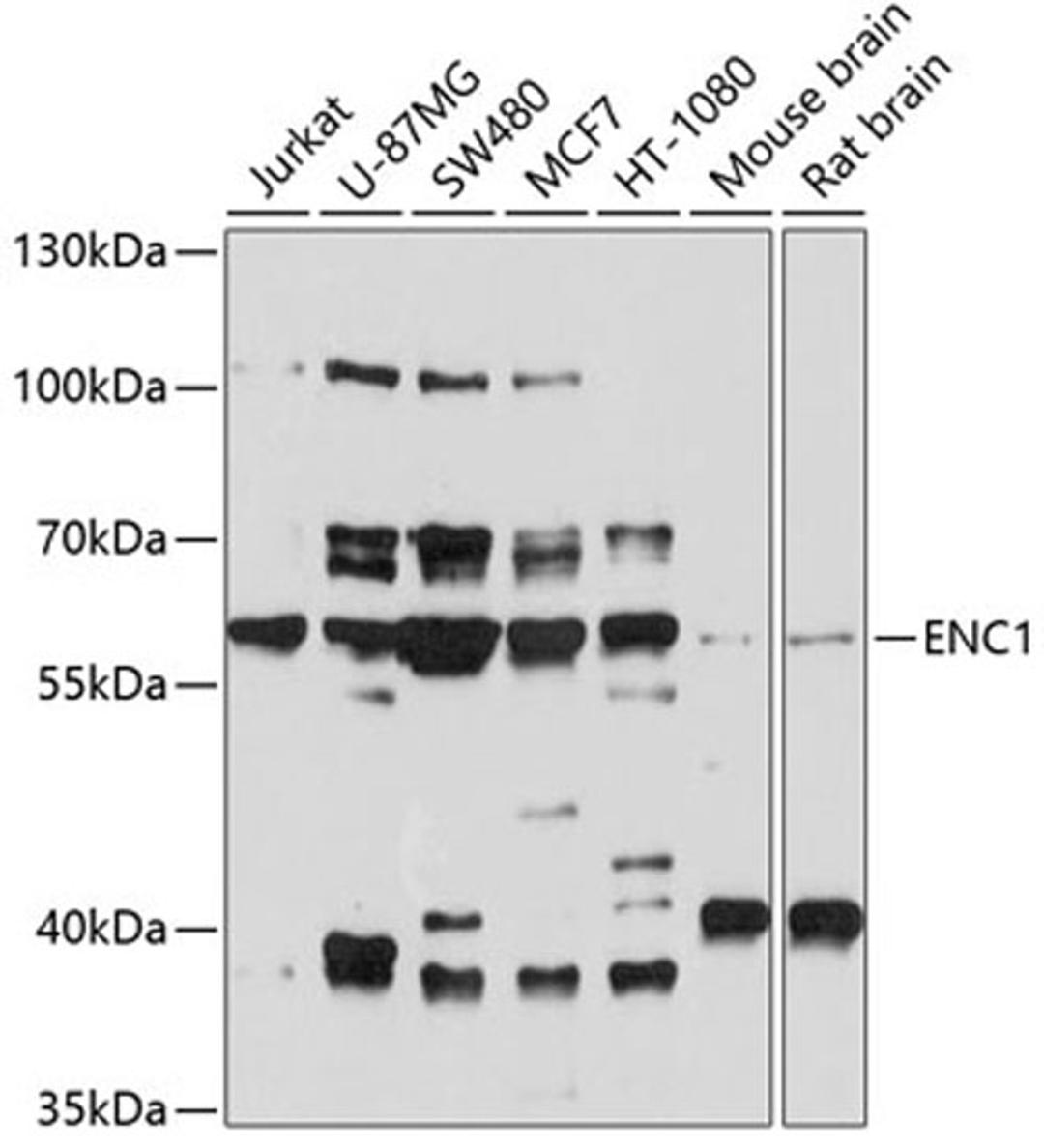 Western blot - ENC1 antibody (A10257)