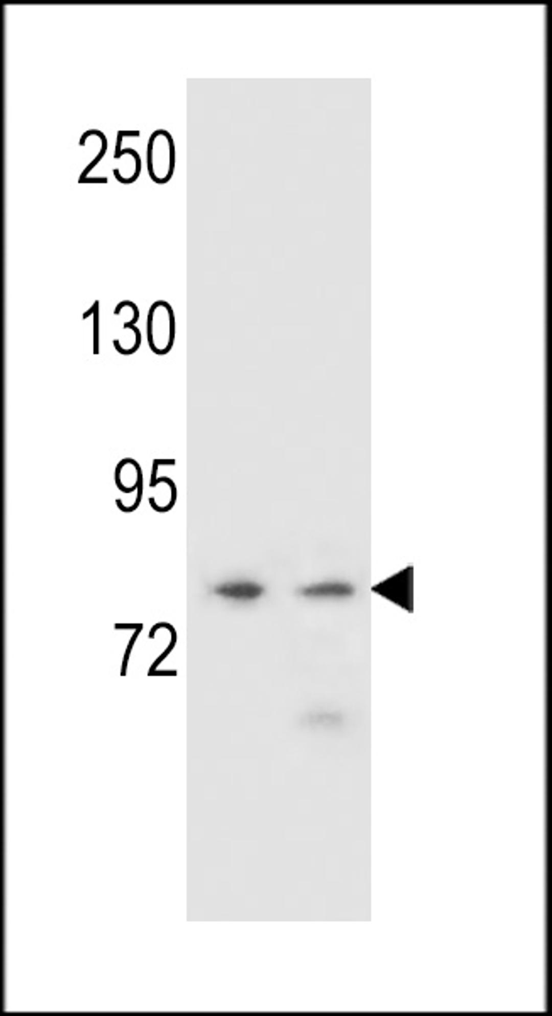 Western blot analysis in NCI-H460,K562 cell line lysates (35ug/lane).