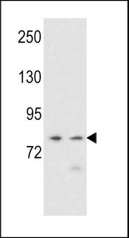 Western blot analysis in NCI-H460,K562 cell line lysates (35ug/lane).