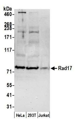 Detection of human Rad17 by WB.