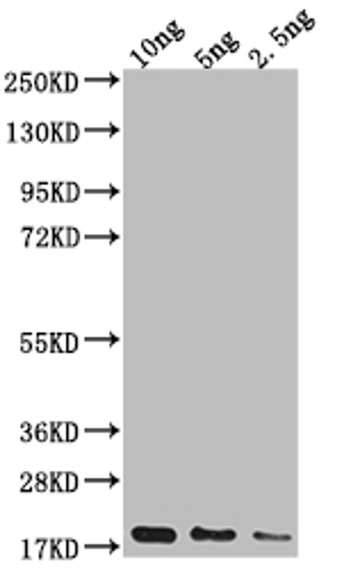 Western Blot. Positive WB detected in Recombinant protein. All lanes: Capsid protein antibody at 1:2000. Secondary. Goat polyclonal to rabbit IgG at 1/50000 dilution. Predicted band size: 18.3 kDa. Observed band size: 20 kDa.