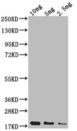 Western Blot. Positive WB detected in Recombinant protein. All lanes: Capsid protein antibody at 1:2000. Secondary. Goat polyclonal to rabbit IgG at 1/50000 dilution. Predicted band size: 18.3 kDa. Observed band size: 20 kDa.