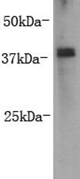 Western Blot analysis of jurkat lysate using Rex1 monoclonal antibody