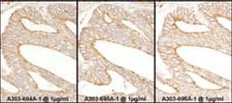 Detection of human Calnexin by immunohistochemistry.