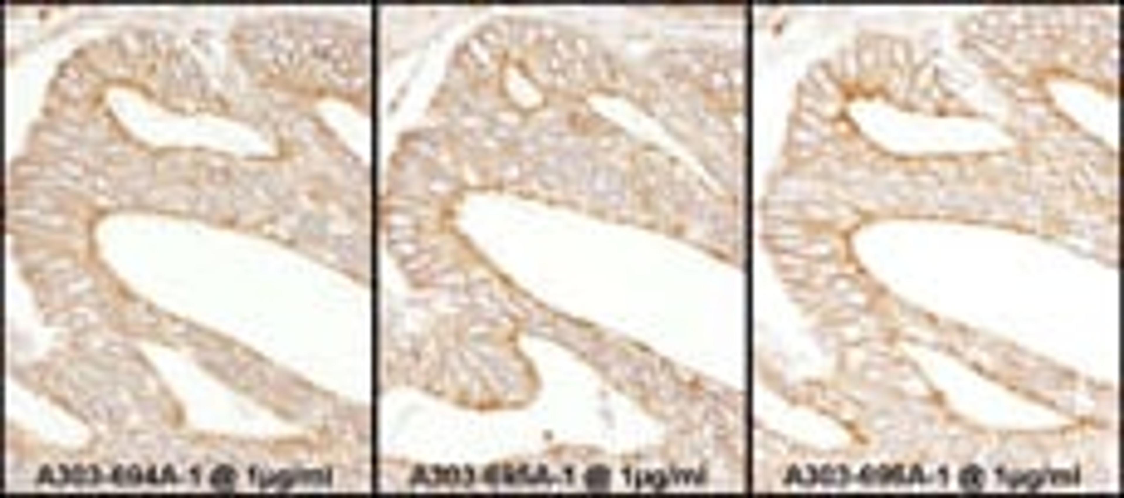 Detection of human Calnexin by immunohistochemistry.