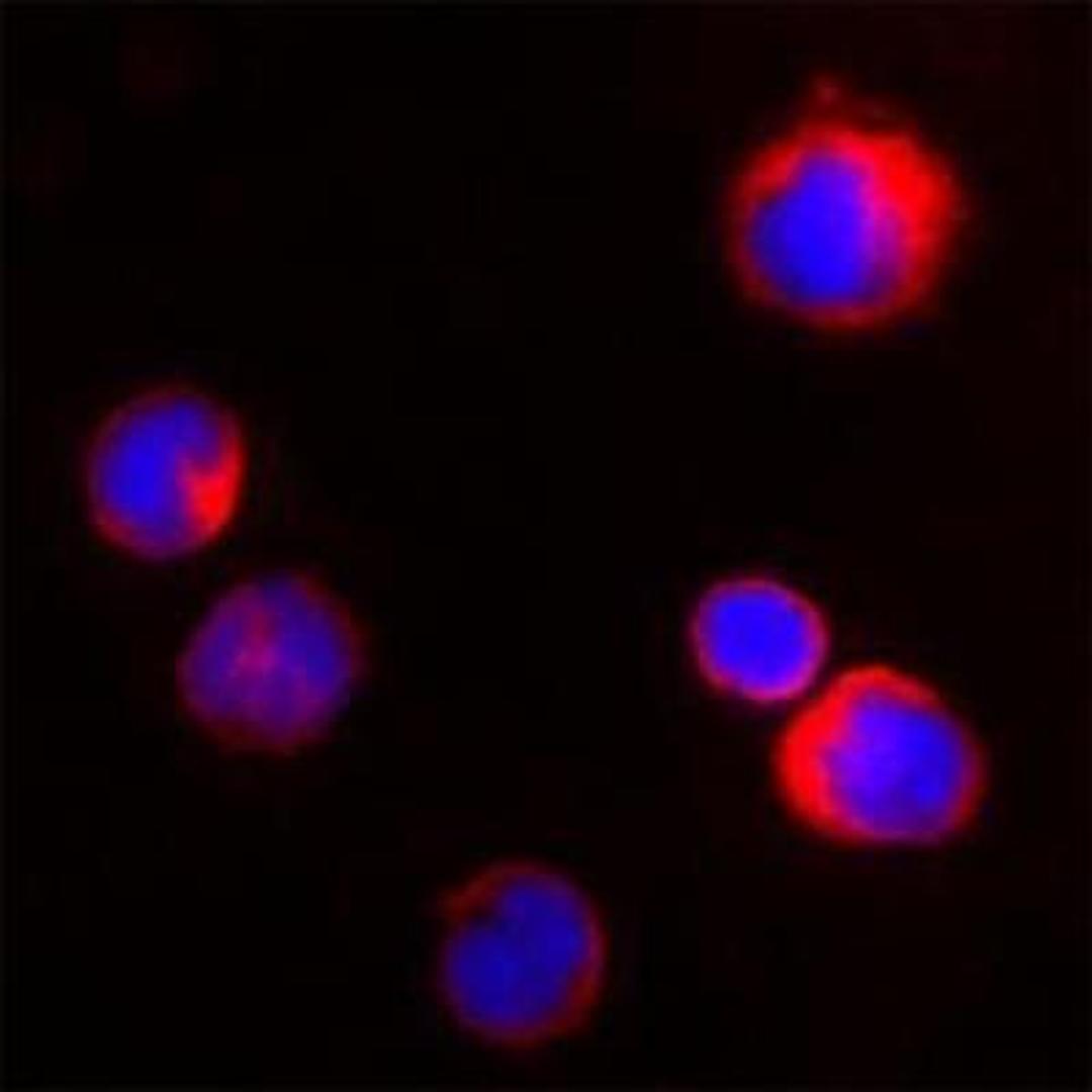 Immunocytochemistry/Immunofluorescence: Proteinase 3/Myeloblastin/PRTN3 Antibody [NBP1-25966] - Human PBMC were isolated and adjusted to 106 cells. Cells were fixed with 2% formaldehyde for 10min at 37C. Washed twice with PBS before cytospin the cells onto microscope slides. Cells were blocked with PBS containing 1%BSA for 20min at RT. Excess blocking solution was removed and cells were incubated with Rabbit Ab to c-terminal region of Pr3 (Wegener autoantigen): whole serum for 30min at RT (diluted 1:100 in the blocking buffer). Washed 3X with PBS and incubated with anti-Rabbit Alexa 586 for further 30min. Washed as before and nuclear counterstained with DAPI. Neutrophils and Monocytes, known to have PR3 are intensely stained by the Rabbit Ab to c-terminal region of Pr3 (Wegener autoantigen): whole serum.