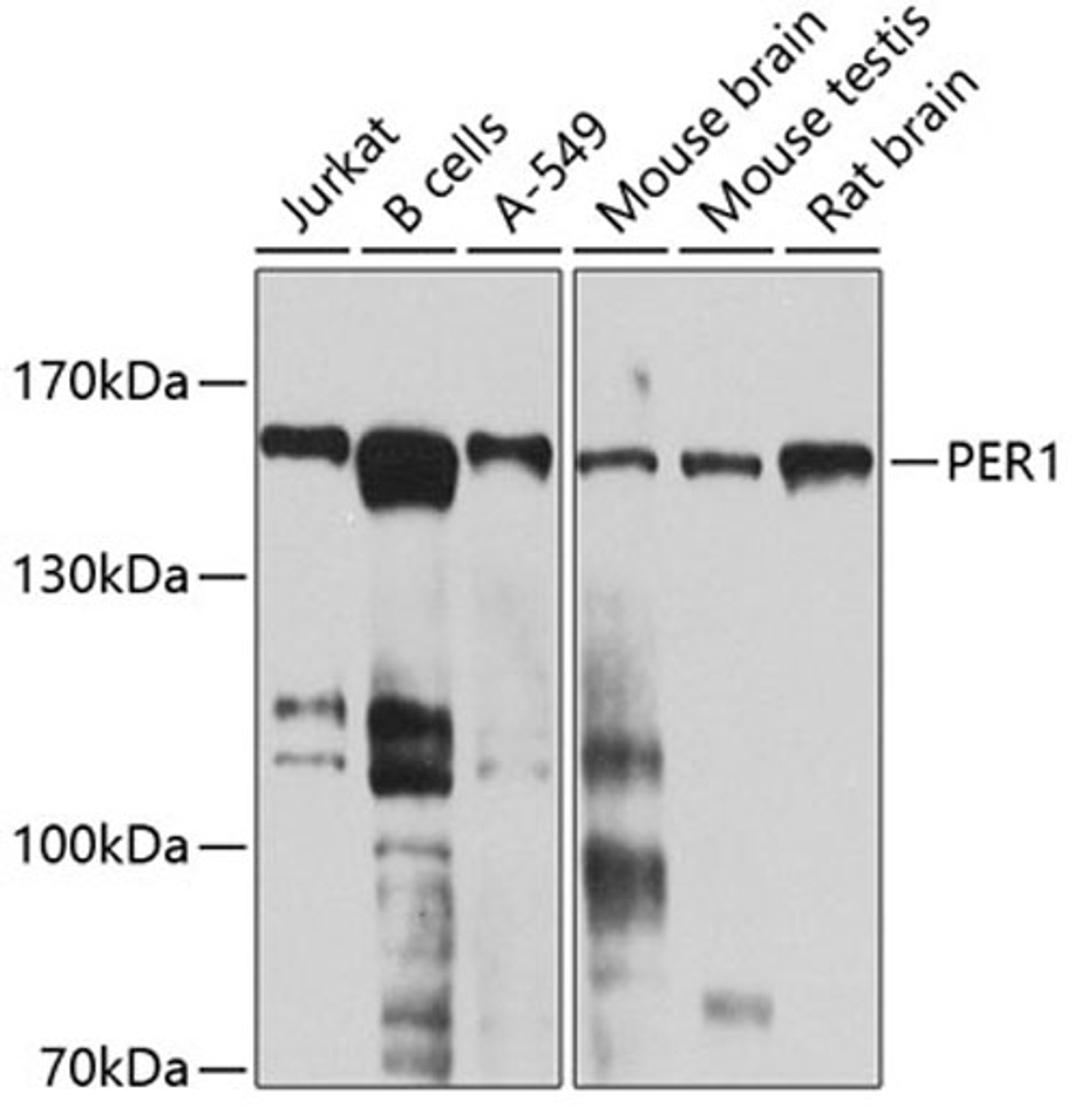 Western blot - PER1 antibody (A8449)